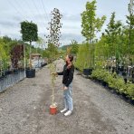 Topoľ osikový (Populus tremula) - výška 150-220 cm, kont. C5L